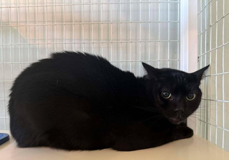 Toyota, Adoptable, Adult Male Domestic Short Hair.