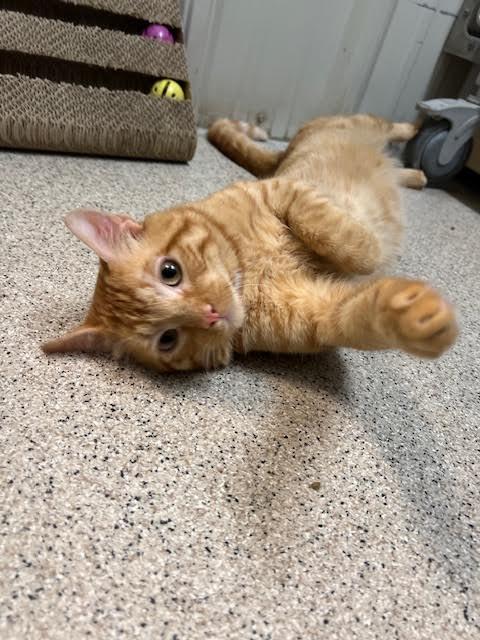SLOTH, an adoptable Tabby in Ironwood, MI, 49938 | Photo Image 2