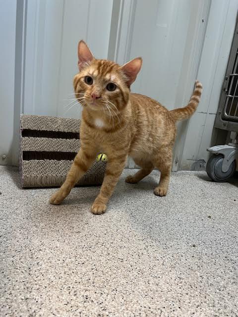 SLOTH, an adoptable Tabby in Ironwood, MI, 49938 | Photo Image 1