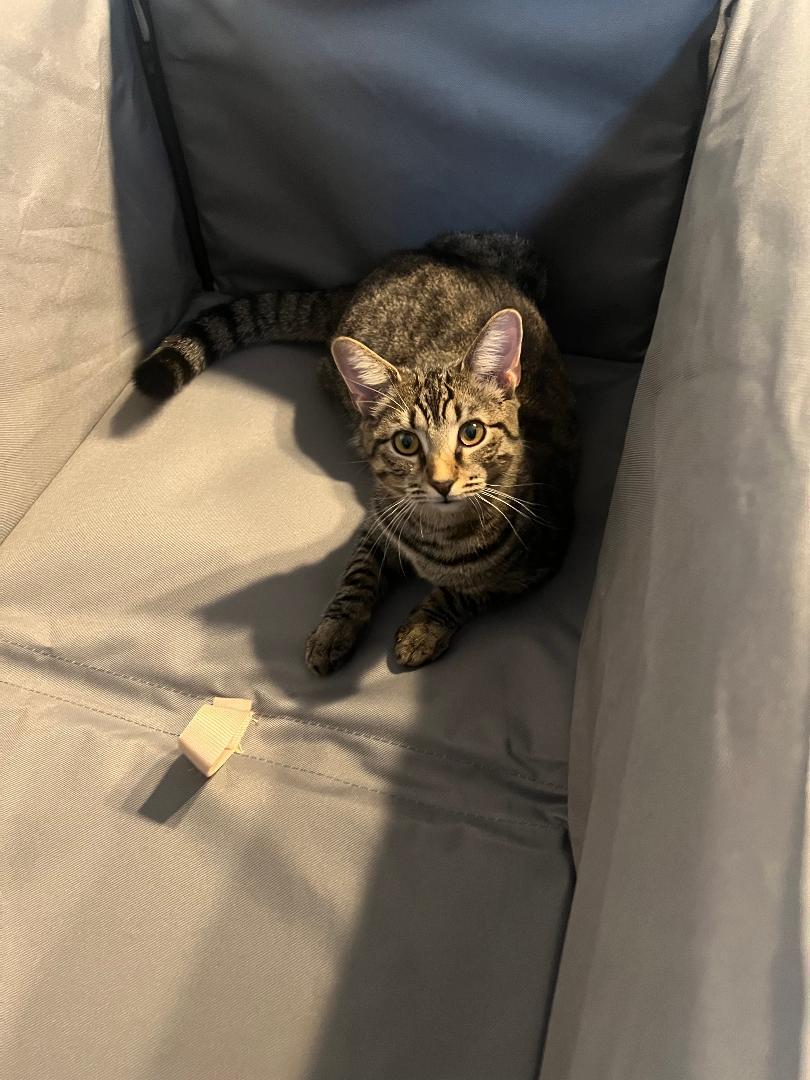 Thelma, Adoptable, Kitten Female Domestic Short Hair.