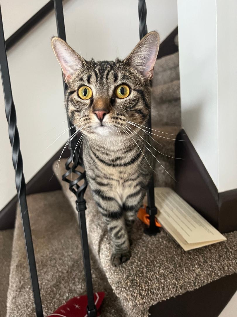 Thelma, a Adoptable Domestic Short Hair in Reynoldsburg, OH image 2/5