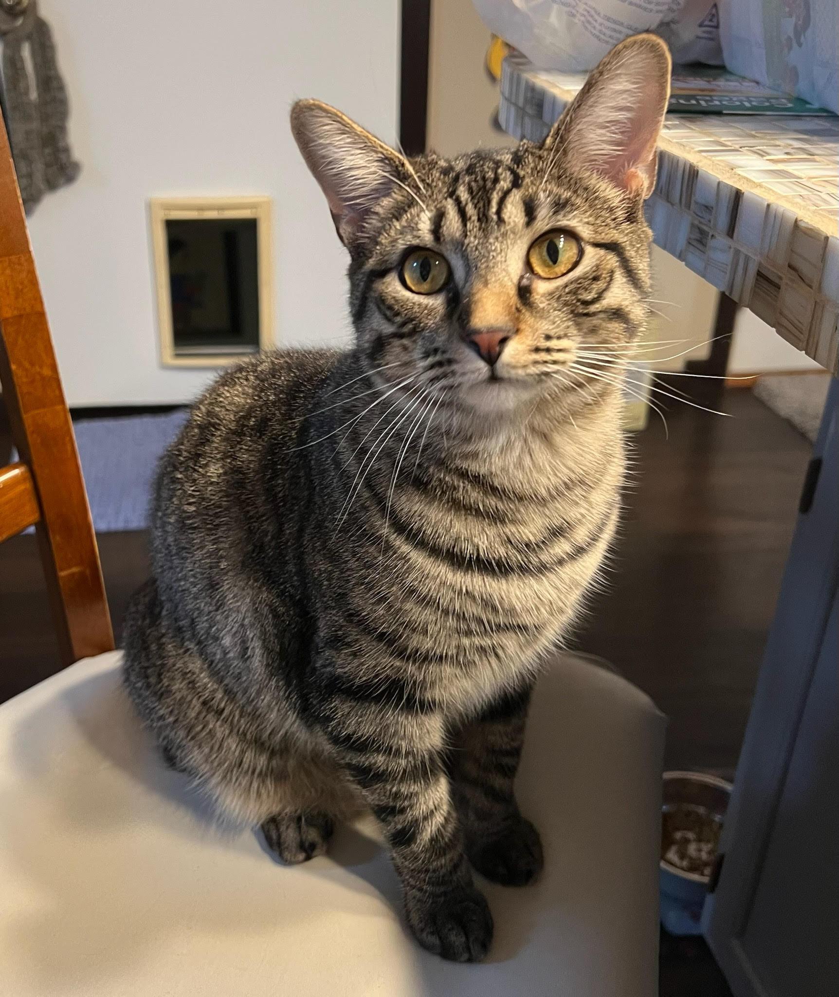 Thelma, Adoptable, Young Female Domestic Short Hair.