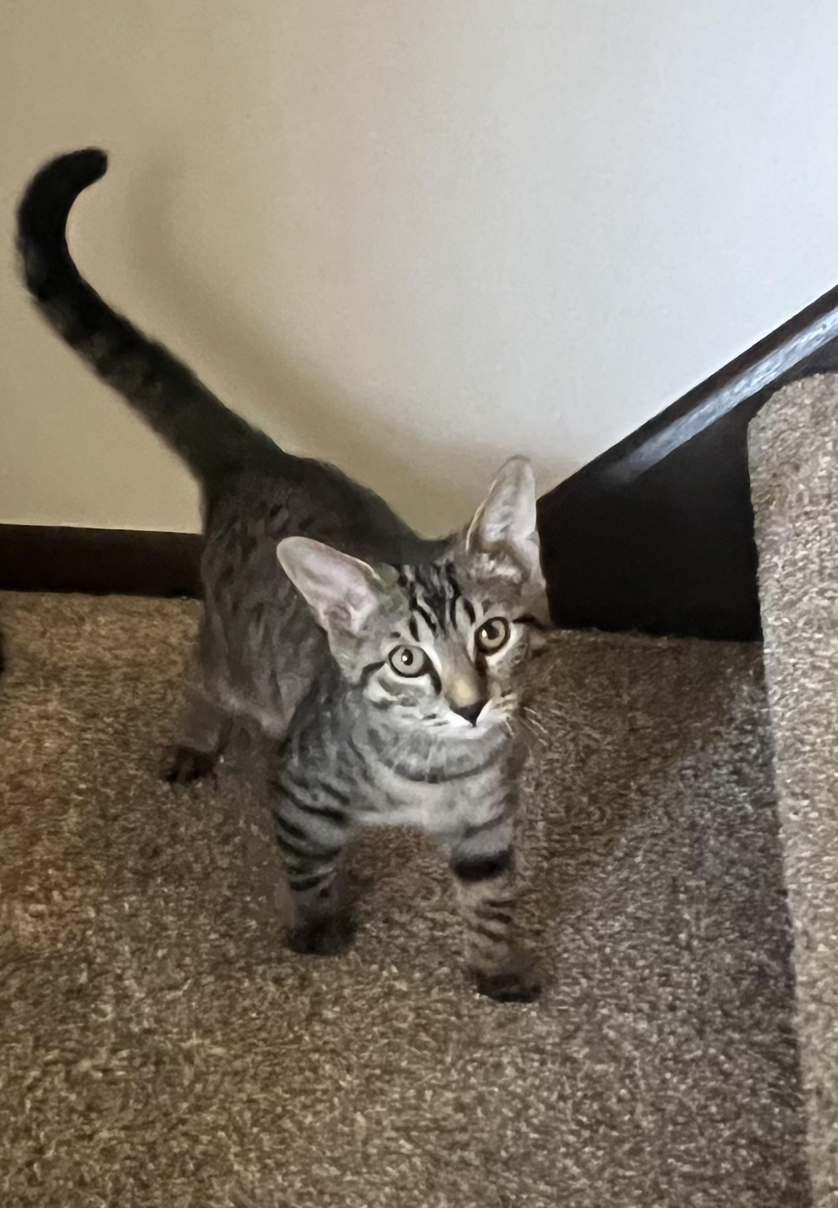 Thelma, a Adoptable Domestic Short Hair in Reynoldsburg, OH image 2/3