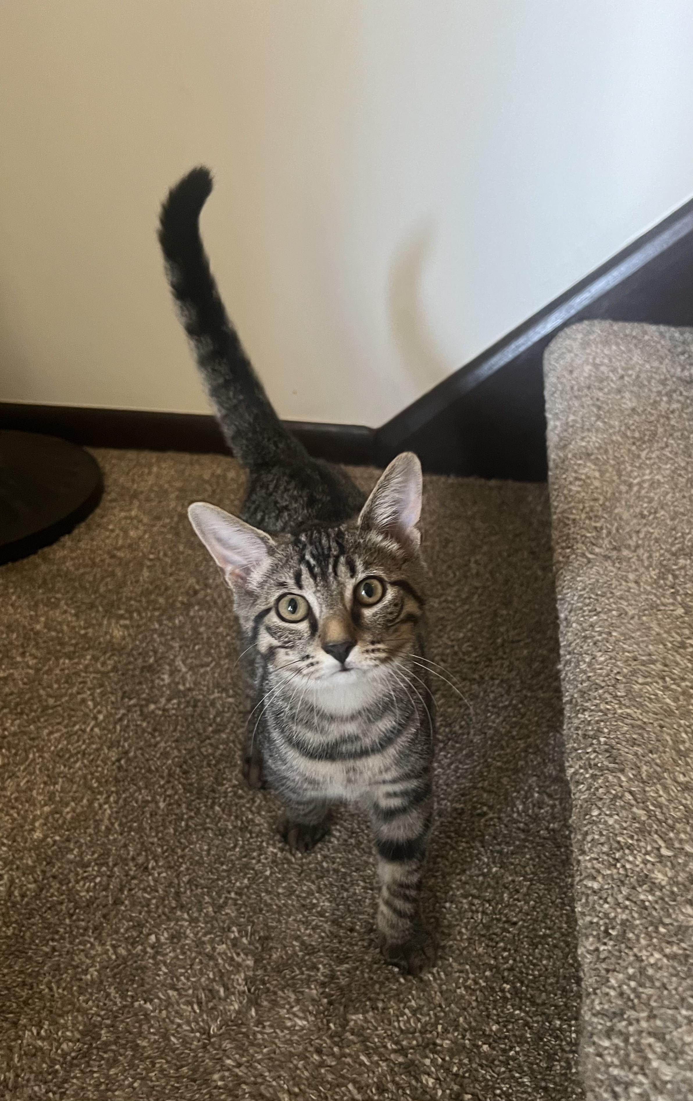 Thelma, a Adoptable Domestic Short Hair in Reynoldsburg, OH image 3/3