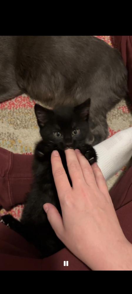 Sky, Adoptable, Kitten Male Domestic Short Hair.