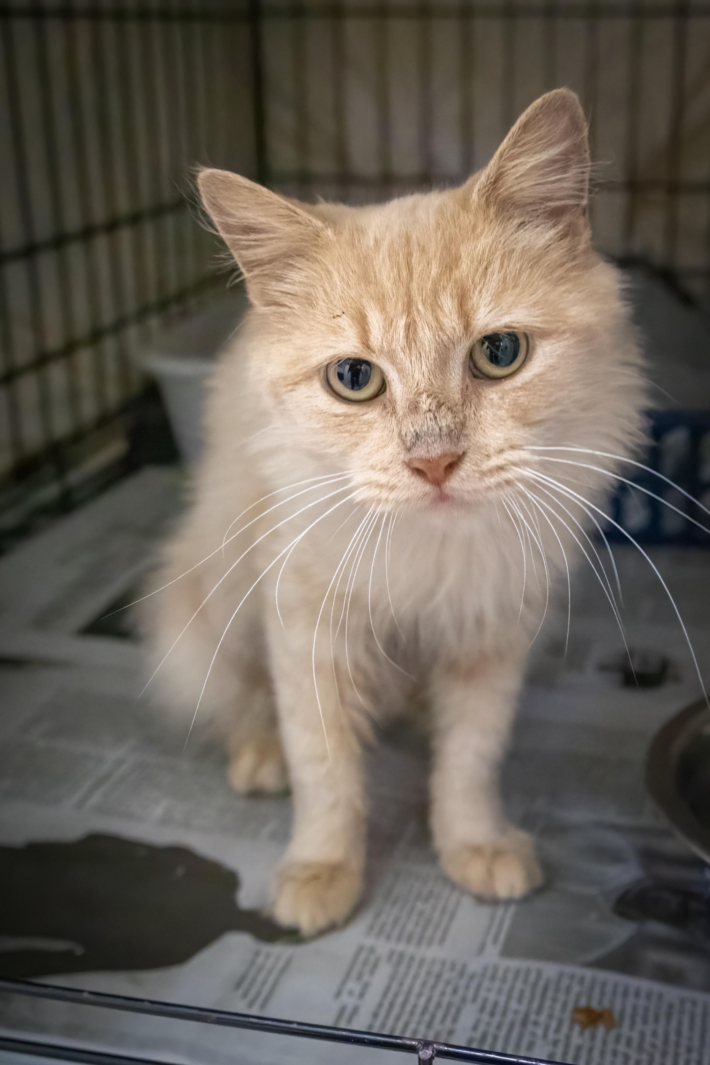 Graham Cracker photo 1