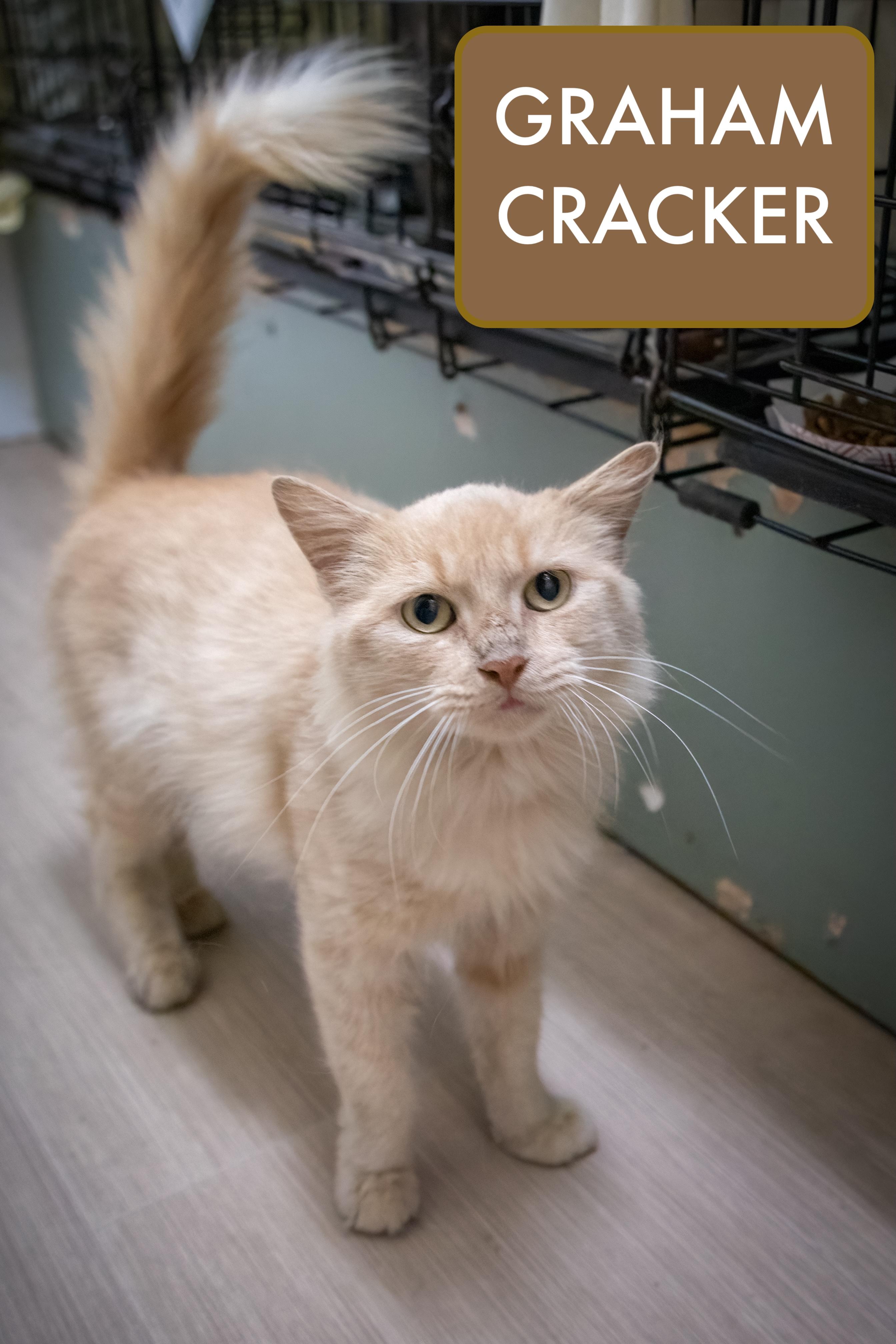 Graham Cracker thumbnail 2