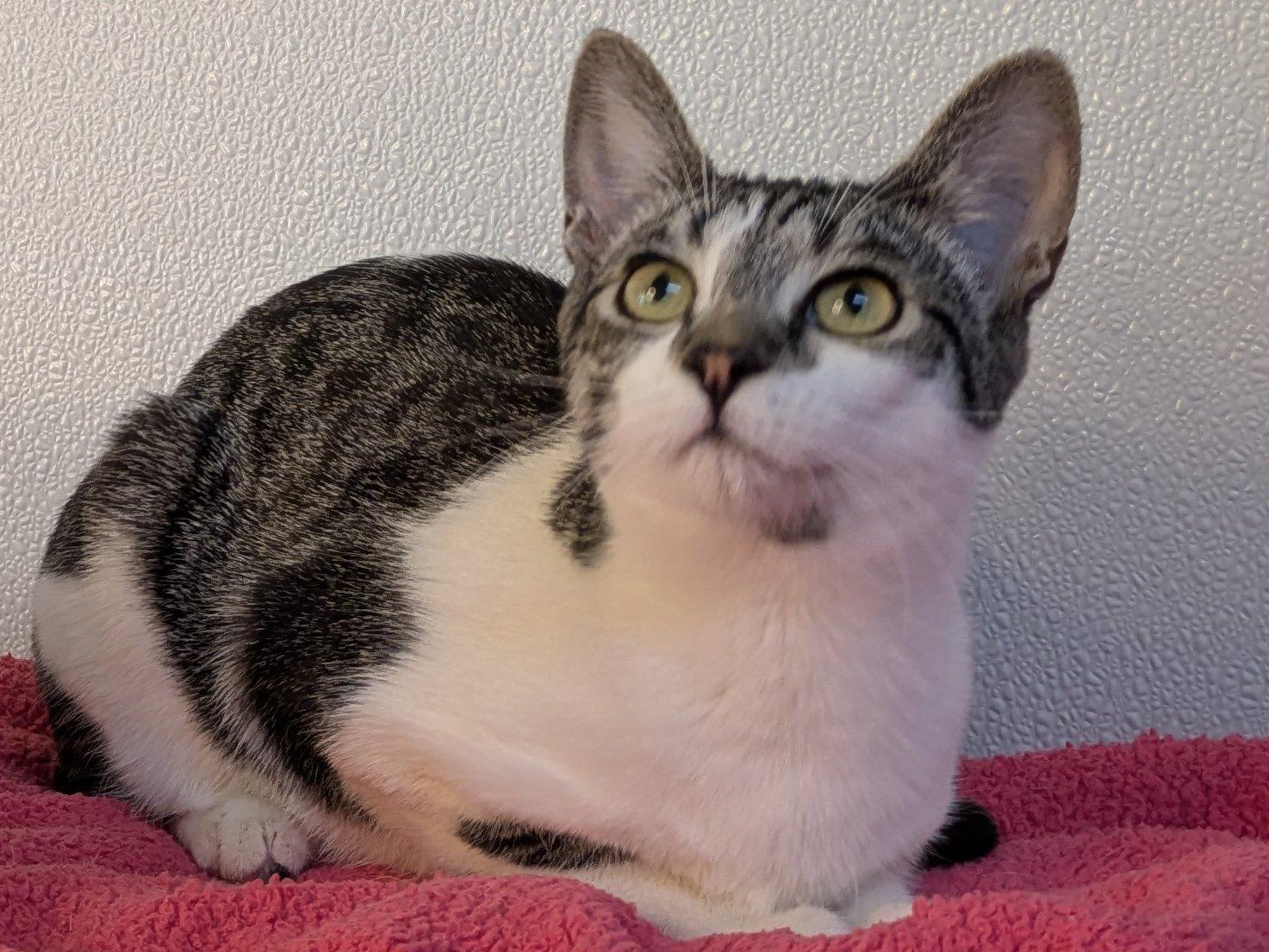 Doritos SHY CAT SPECIAL $20, an adoptable Tabby, Domestic Short Hair in Republic, WA, 99166 | Photo Image 4