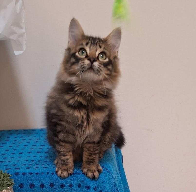 Enlarge McGee (Courtesy post), an adopted Domestic Long Hair in Myrtle Beach, SC image 1/1