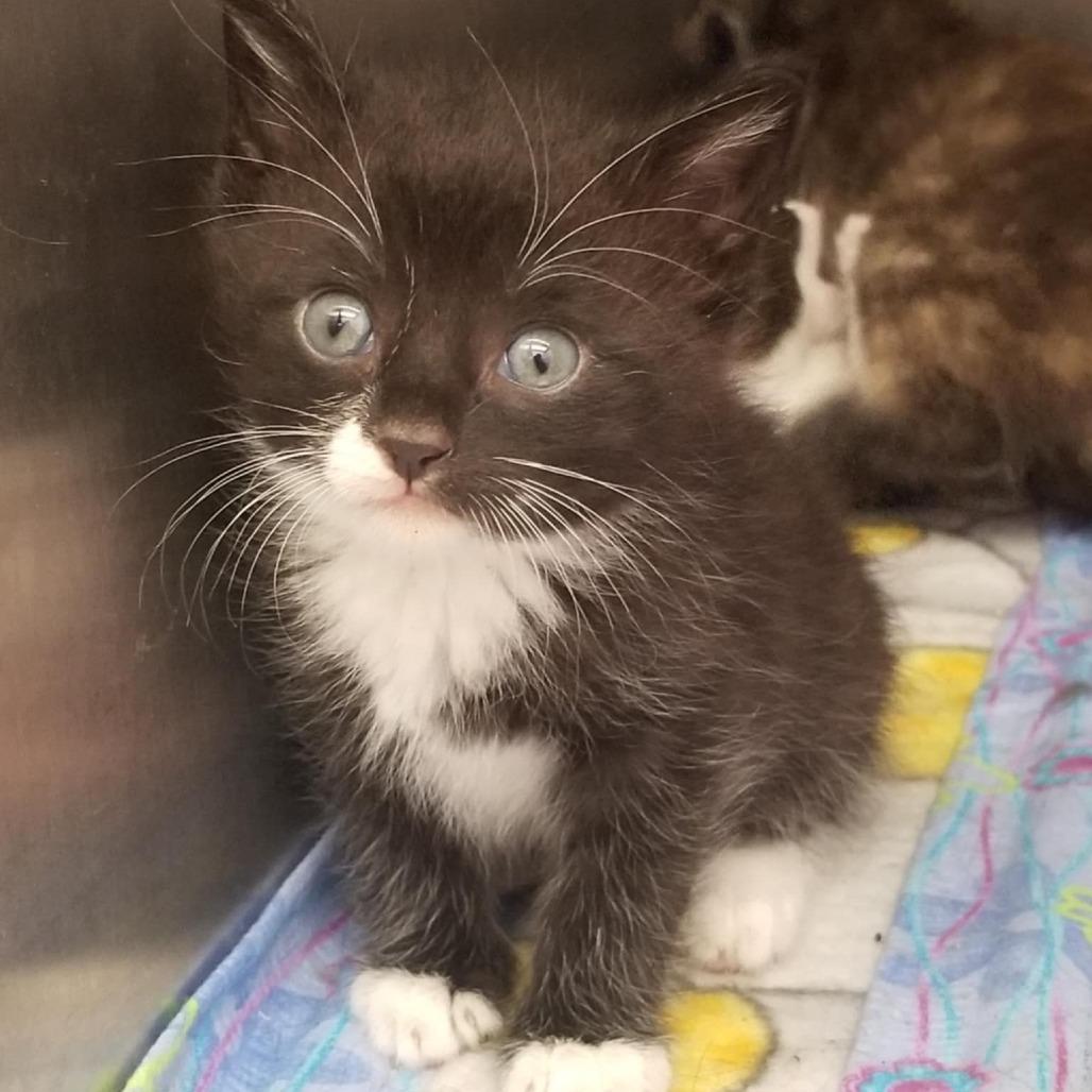 The CATerpillar, Adoptable, Kitten Female Domestic Short Hair.