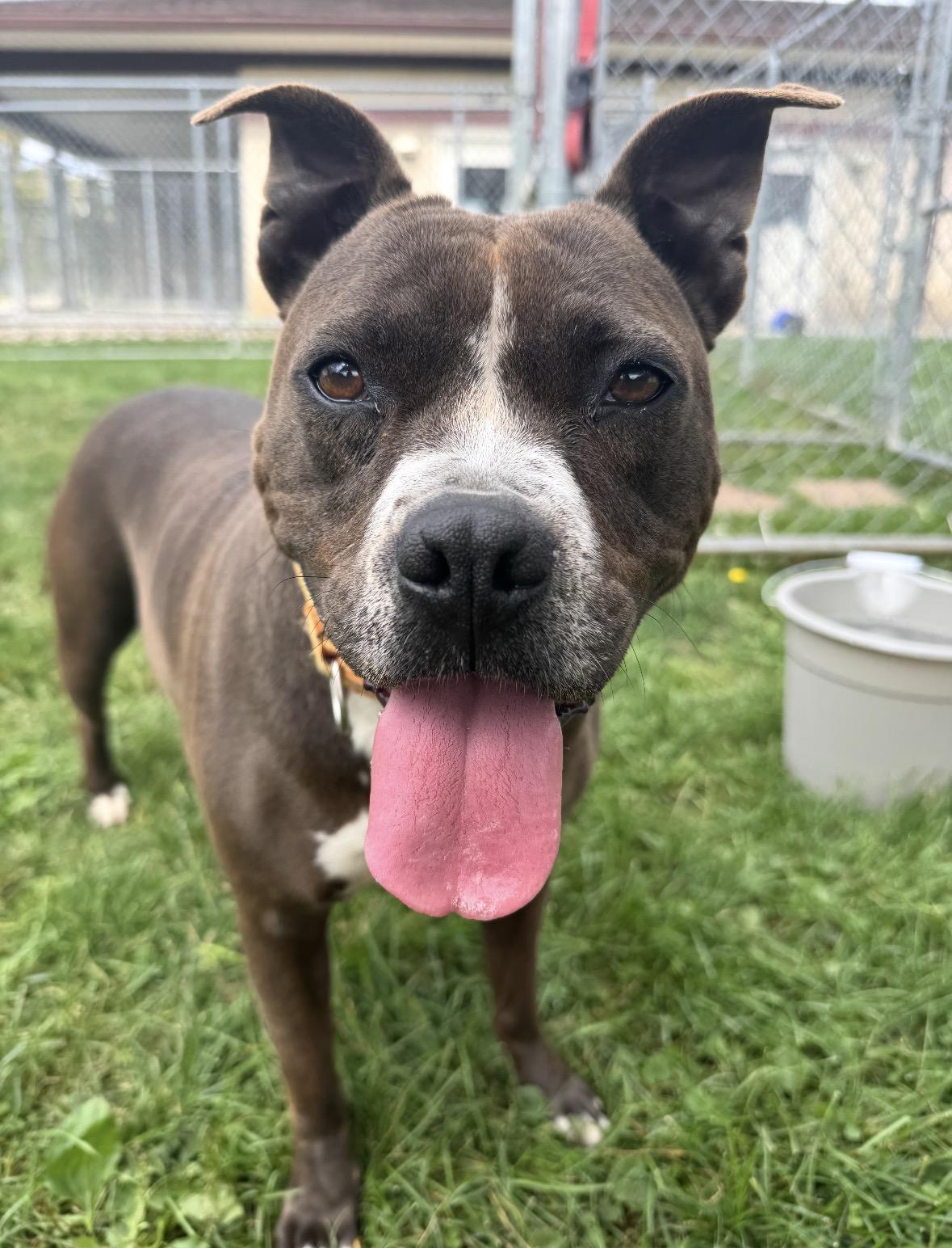 Enlarge Cinders, a ADOPTABLE mixed breed in Mansfield, OH image 1/1