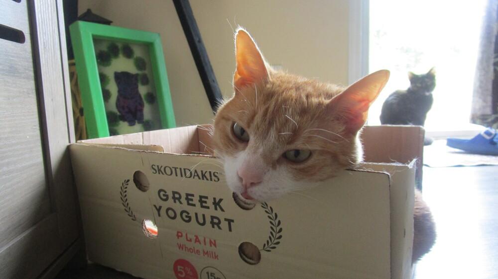 Pumpkin R, Adoptable, Adult Male Domestic Short Hair.