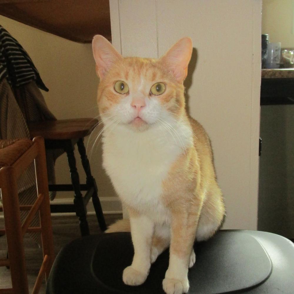 Enlarge Pumpkin R, a Adoptable Domestic Short Hair in Cary, NC image 2/6