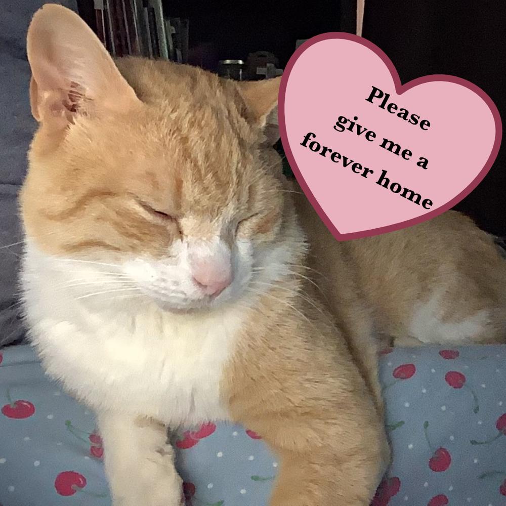 Enlarge Pumpkin R, a Adoptable Domestic Short Hair in Cary, NC image 3/6