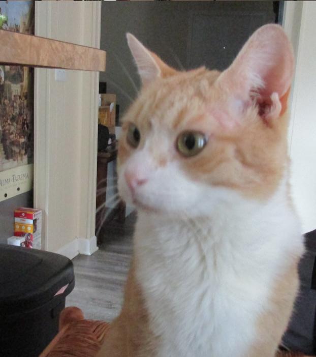 Enlarge Pumpkin R, a Adoptable Domestic Short Hair in Cary, NC image 4/6