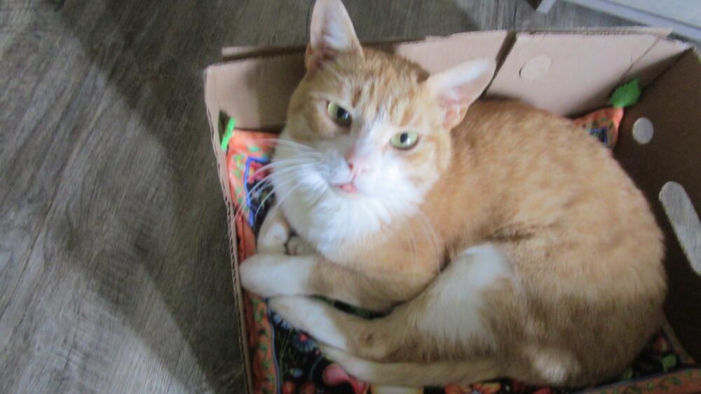 Enlarge Pumpkin R, a Adoptable Domestic Short Hair in Cary, NC image 5/6