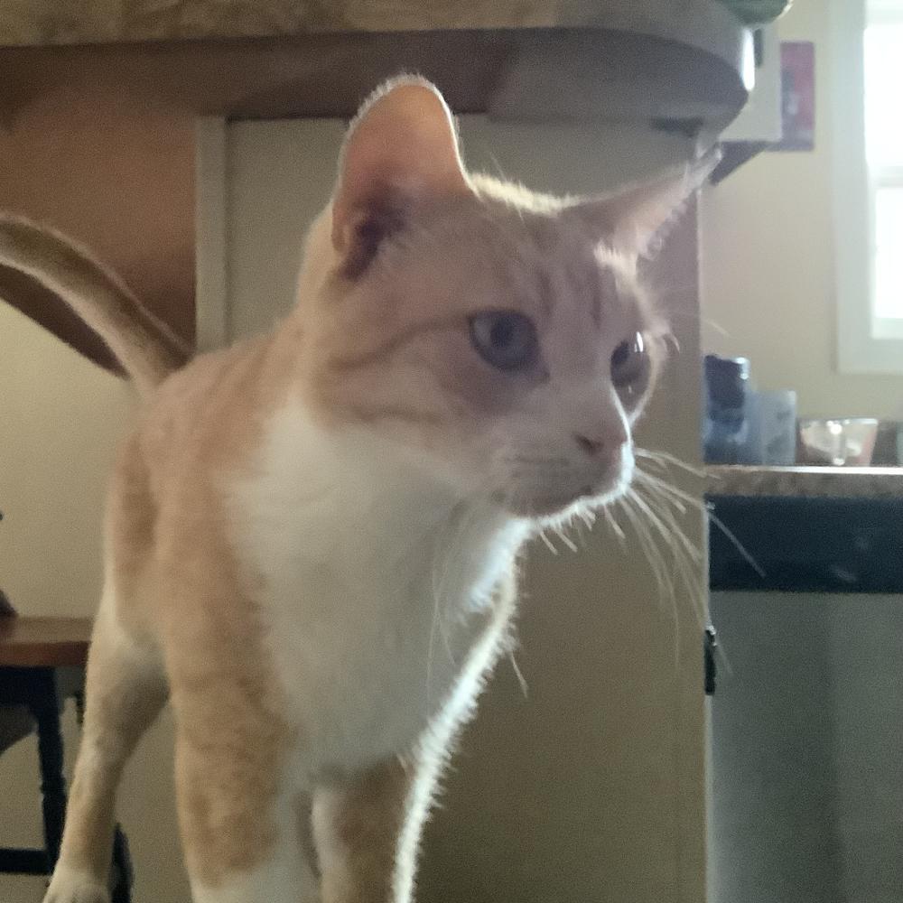 Enlarge Pumpkin R, a Adoptable Domestic Short Hair in Cary, NC image 6/6