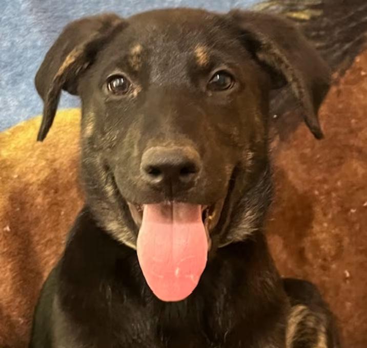 Enlarge George Strait (IN TRIAL ADOPTION), a ADOPTABLE Mixed Breed in Nantucket, MA image 1/1
