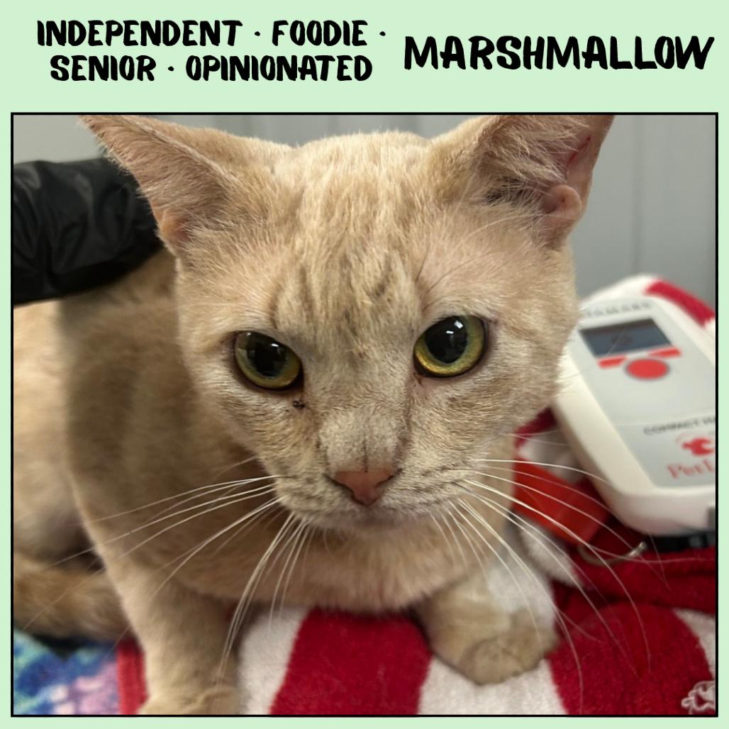 Enlarge Marshmallow, a Adoptable Domestic Short Hair in Ottawa, KS image 1/2