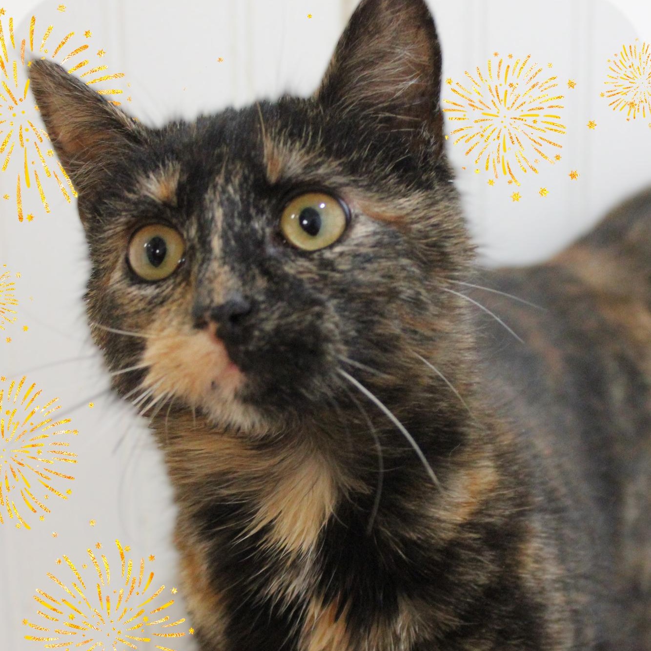 Tallulah, ADOPTABLE, Young Female Tortoiseshell.