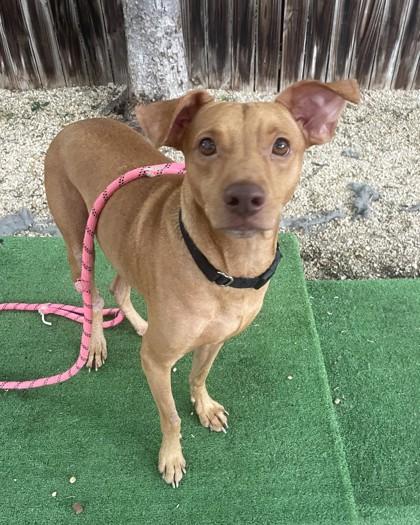 Diego, a Adoptable mixed breed in Washington, DC image 1/3
