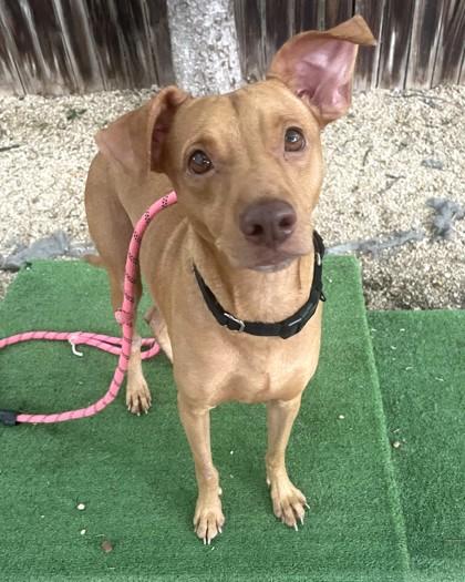 Diego, a Adoptable mixed breed in Washington, DC image 2/3