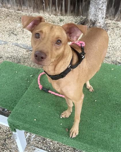 Diego, a Adoptable mixed breed in Washington, DC image 3/3