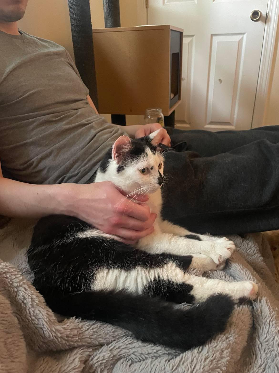 Winnie, a ADOPTABLE Domestic Short Hair in Roslindale, MA image 2/5