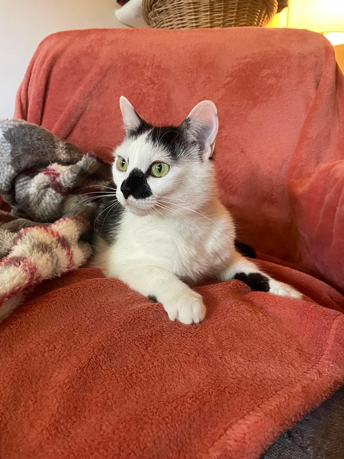 Winnie, a ADOPTABLE Domestic Short Hair in Roslindale, MA image 4/5