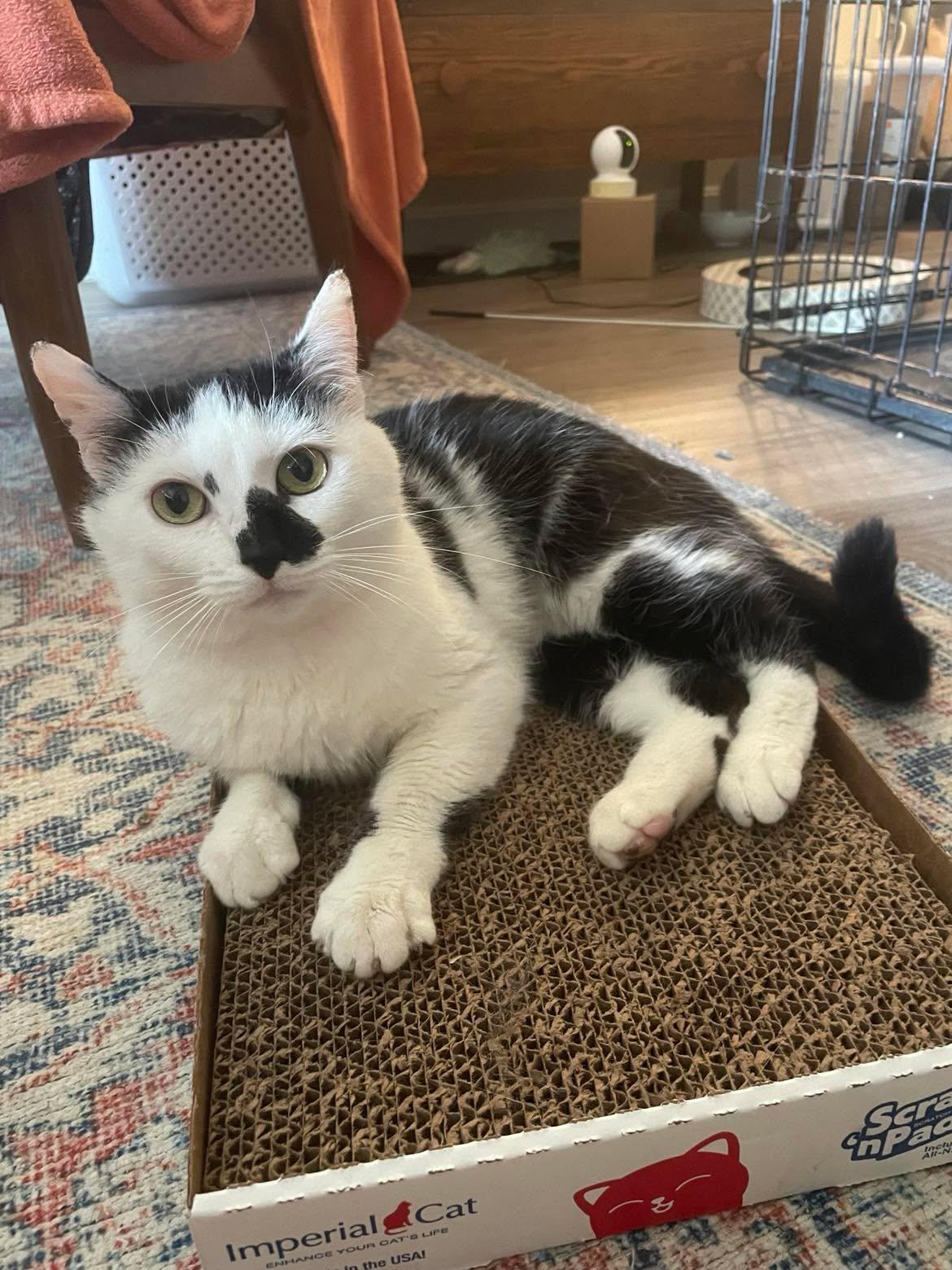 Winnie, a ADOPTABLE Domestic Short Hair in Roslindale, MA image 1/5