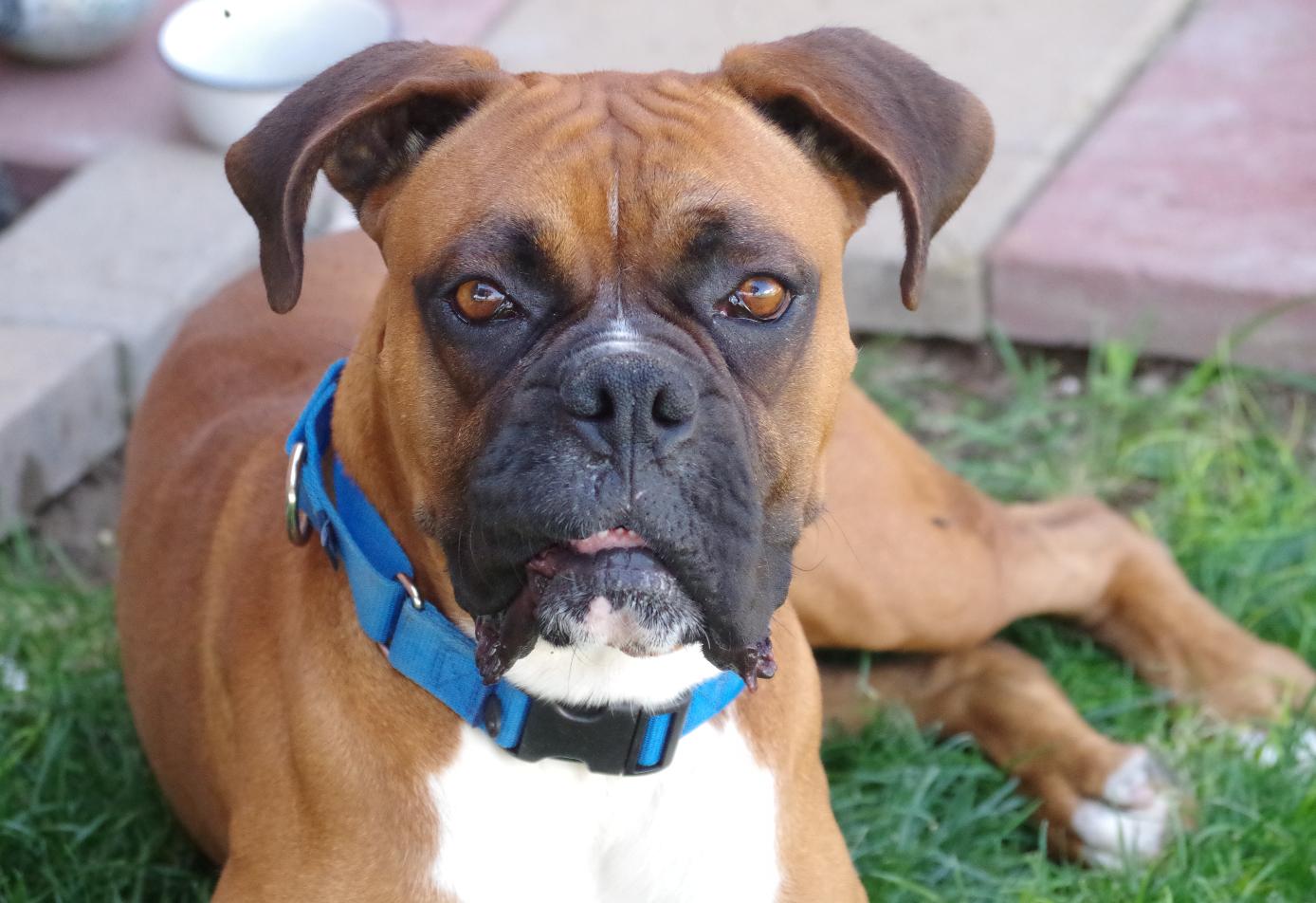 MAX, Adoptable, Young Male Boxer.