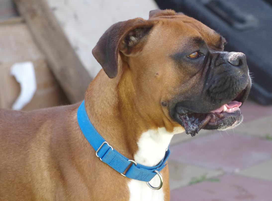 MAX, a Adoptable Boxer in Kuna, ID image 2/5