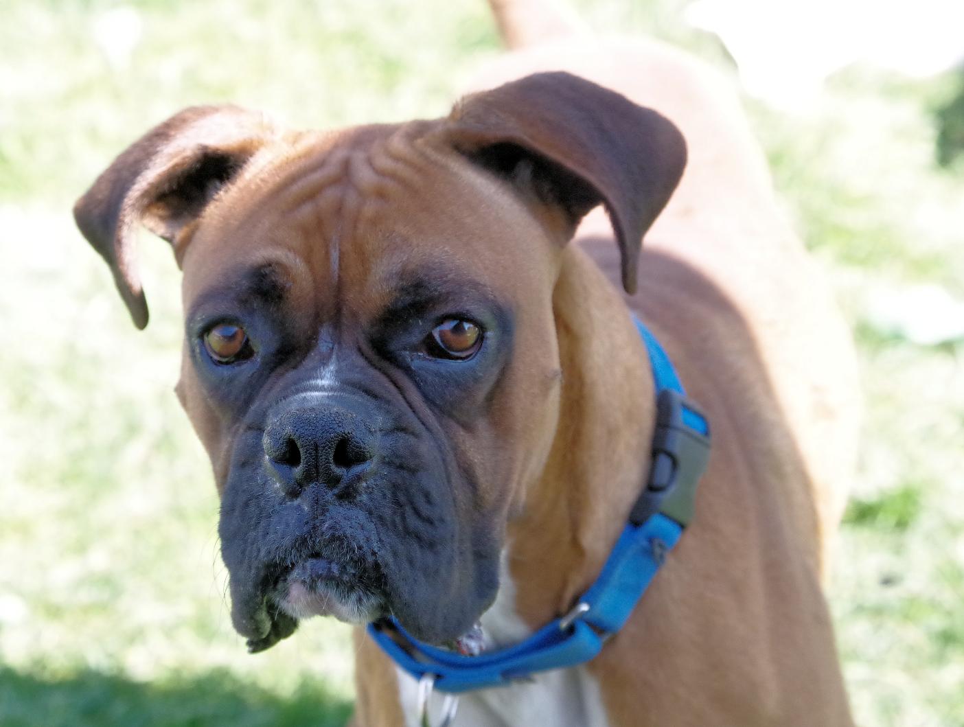 MAX, a Adoptable Boxer in Kuna, ID image 4/5