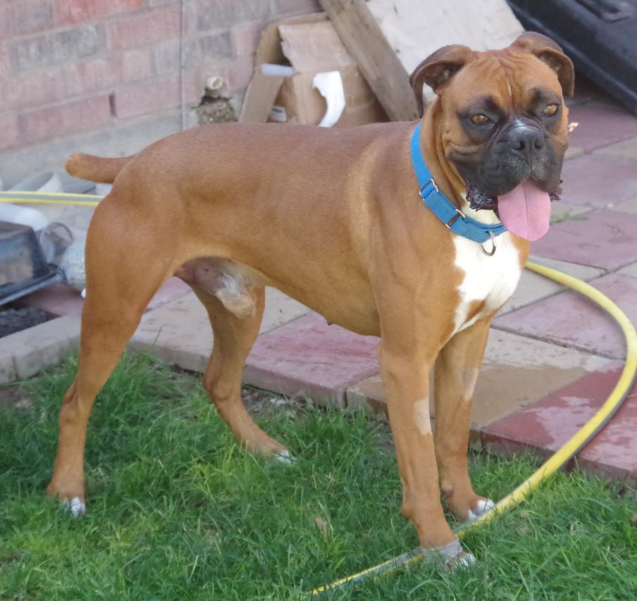 MAX, a Adoptable Boxer in Kuna, ID image 5/5