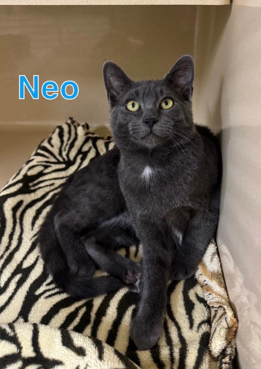 Neo, Adoptable, Young Male Domestic Short Hair.