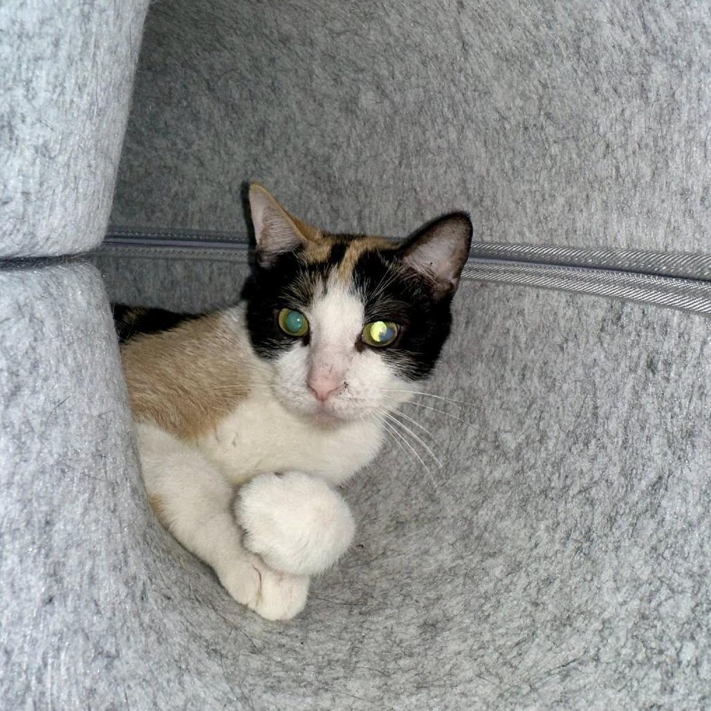 Enlarge Queen Grimhilde, a Adoptable Domestic Short Hair in Edwardsville, IL image 2/5