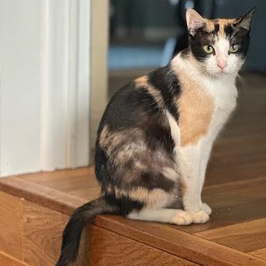 Enlarge Queen Grimhilde, a Adoptable Domestic Short Hair in Edwardsville, IL image 3/5