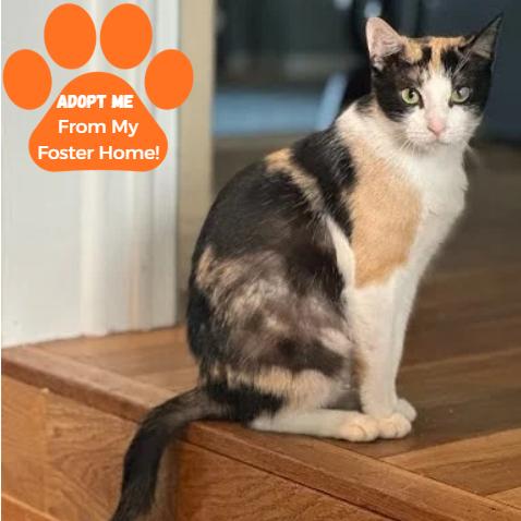 Enlarge Queen Grimhilde, a Adoptable Domestic Short Hair in Edwardsville, IL image 4/5