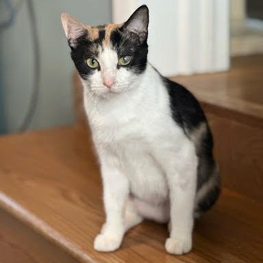 Enlarge Queen Grimhilde, a Adoptable Domestic Short Hair in Edwardsville, IL image 5/5