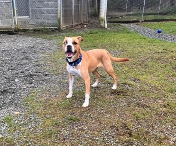 Lily, Adoptable, Adult Female Labrador Retriever & Pit Bull Terrier.