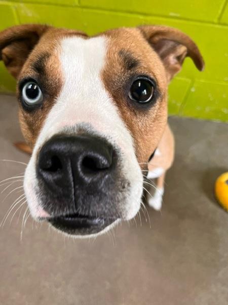 Enlarge Lily, a Adoptable mixed breed in Comox, BC image 2/4