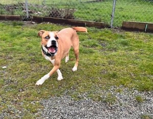 Enlarge Lily, a Adoptable mixed breed in Comox, BC image 3/4