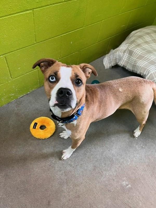 Enlarge Lily, a Adoptable mixed breed in Comox, BC image 4/4