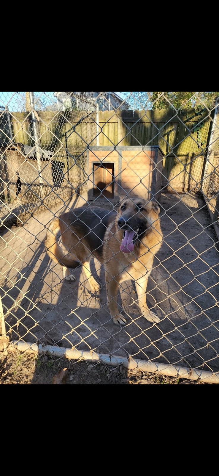 Ingrid, Adoptable, Adult Female German Shepherd Dog.