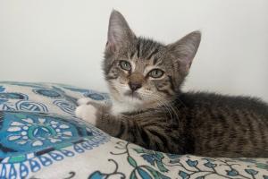 Enlarge Robby, a Adoptable mixed breed in Moncks Corner, SC image 1/3