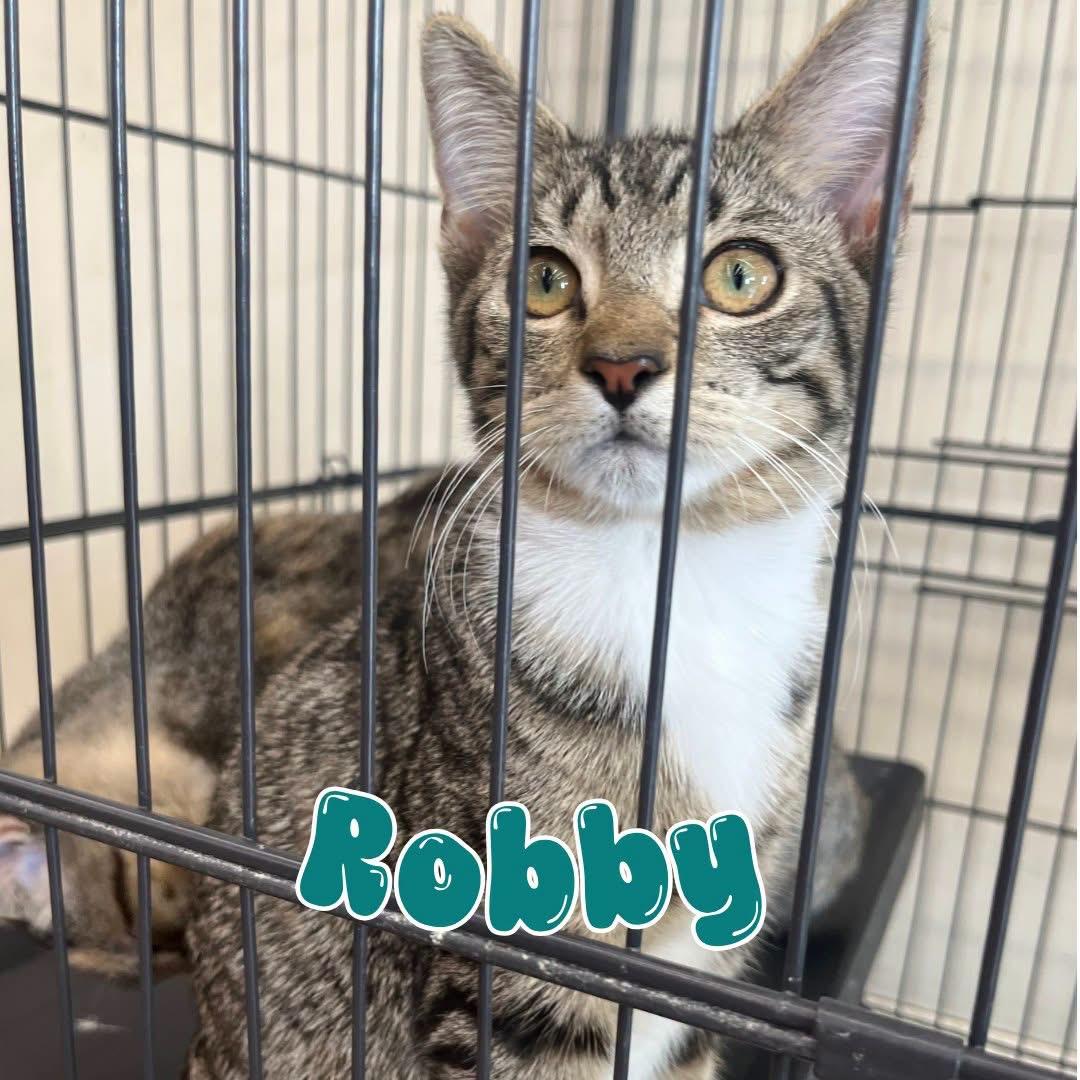 Enlarge Robby, a Adoptable mixed breed in Moncks Corner, SC image 3/3