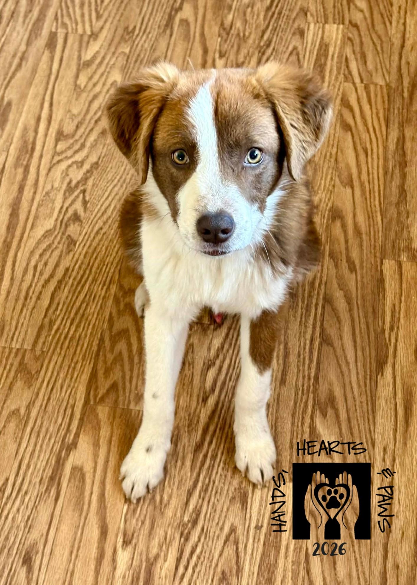 Enlarge Tyce, an adopted mixed breed in Omaha, NE image 2/2