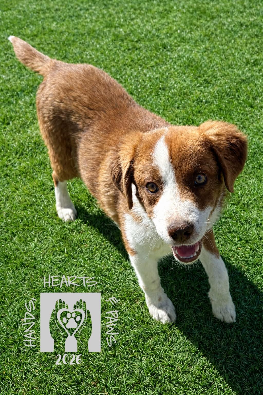 Tyce, adopted, Puppy Male Australian Shepherd.