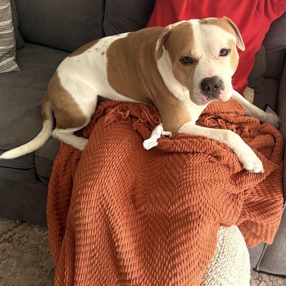 Mistro (now Rocky), Adoptable, Adult Male Pit Bull Terrier.