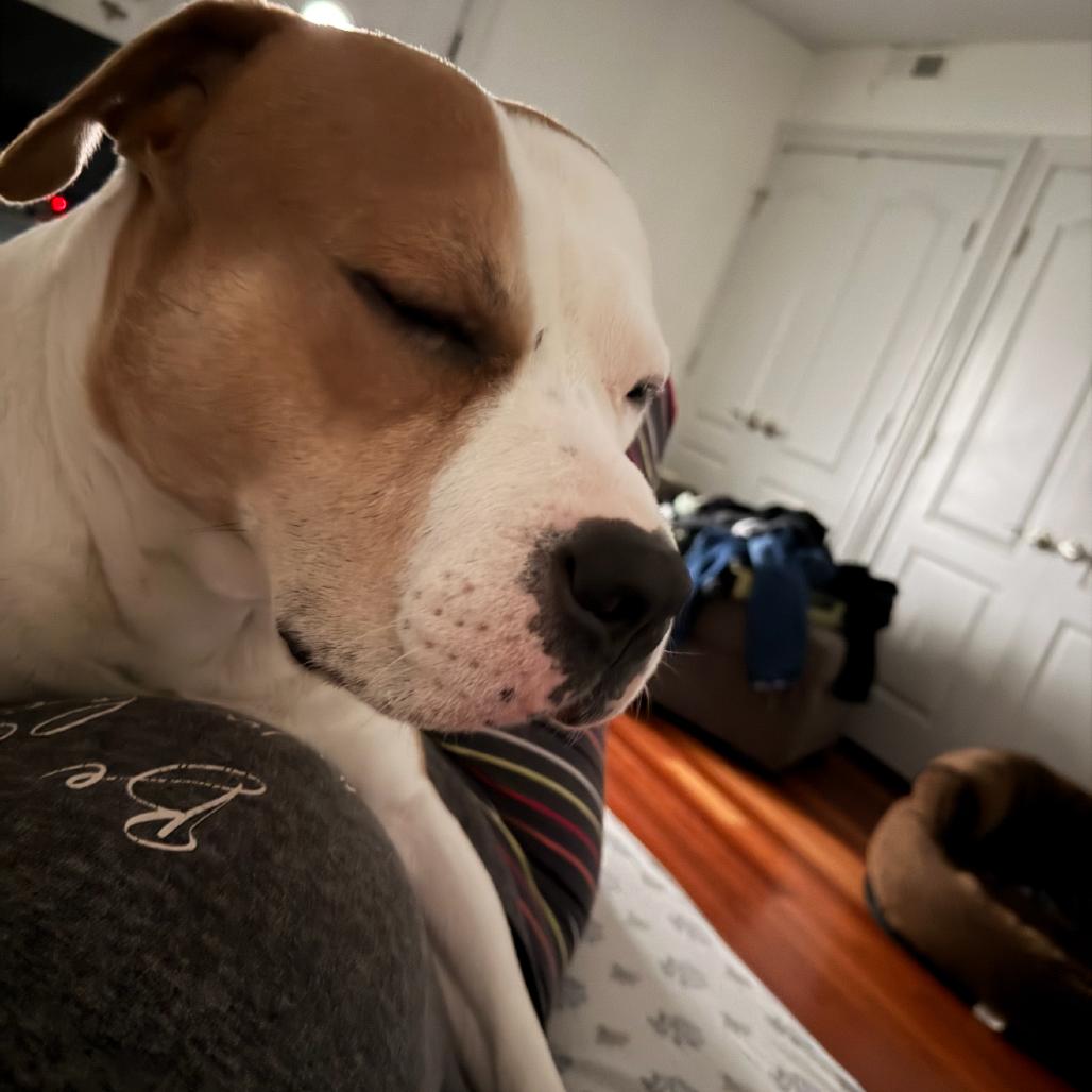 Mistro (now Rocky), a Adoptable Pit Bull Terrier in Mebane, NC image 3/5